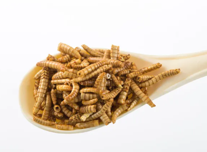 Así son los gusanos de la harina. (Foto: Getty Images)